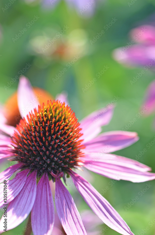 Bright and vibrant flower garden scene with close up of a pale pink purple coneflower, Echinacea purpurea, family Asteraceae. Shallow depth of field. Bright and vibrant flower garden scene with close up of a pale pink purple coneflower, Echinacea purpurea, family Asteraceae. Shallow depth of field.