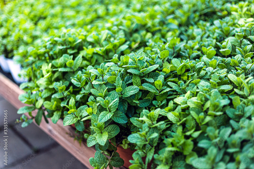 Close up of beautiful mint plants for sale in a garden center Close up of beautiful mint plants for sale in a garden center