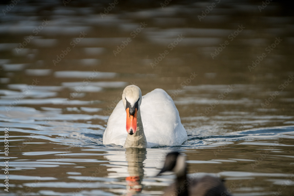 Naklejka premium Wildlife