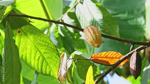 closeup wind shakes branches with green leaves and ripe cacao fruits