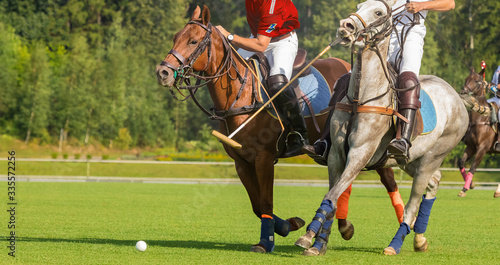  horse polo players strikes the ball with a hammer. Two polo pony runs. Summer season, green cut lawn field. The forest is in the background. Copyspace © Naletova