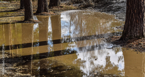 Large puddles in the forest. Pine trees stand in the water. Melting snow in the forest.