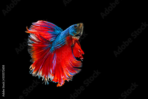 Foto The moving moment beautiful of red and blue siamese betta fish or fancy betta splendens fighting fish in thailand on black background