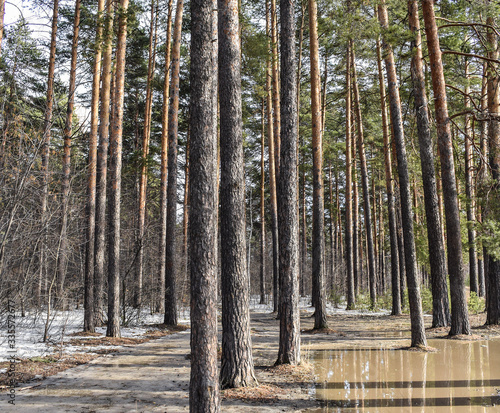 Large puddles in the forest. Pine trees stand in the water. Melting snow in the forest.
