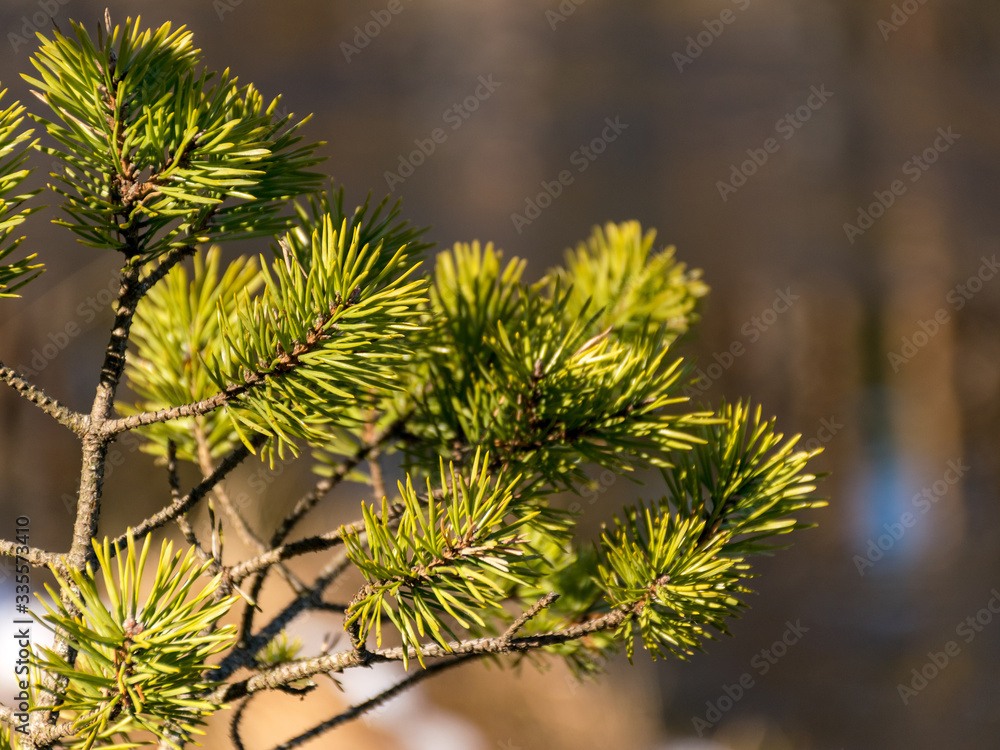 photo with pine branches in the foreground in the background