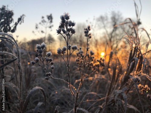 reeds at sunset © Vika