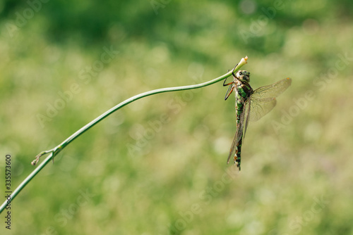 green dragonfly in the wild nature.