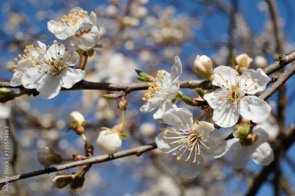 Flowering fruit tree in spring. White small flowers of Mirabelle plum, also known as mirabelle prune or cherry plum (Prunus domestica subsp. syriaca). Flowering fruit tree in spring. White small flowers of Mirabelle plum, also known as mirabelle prune or cherry plum (Prunus domestica subsp. syriaca).