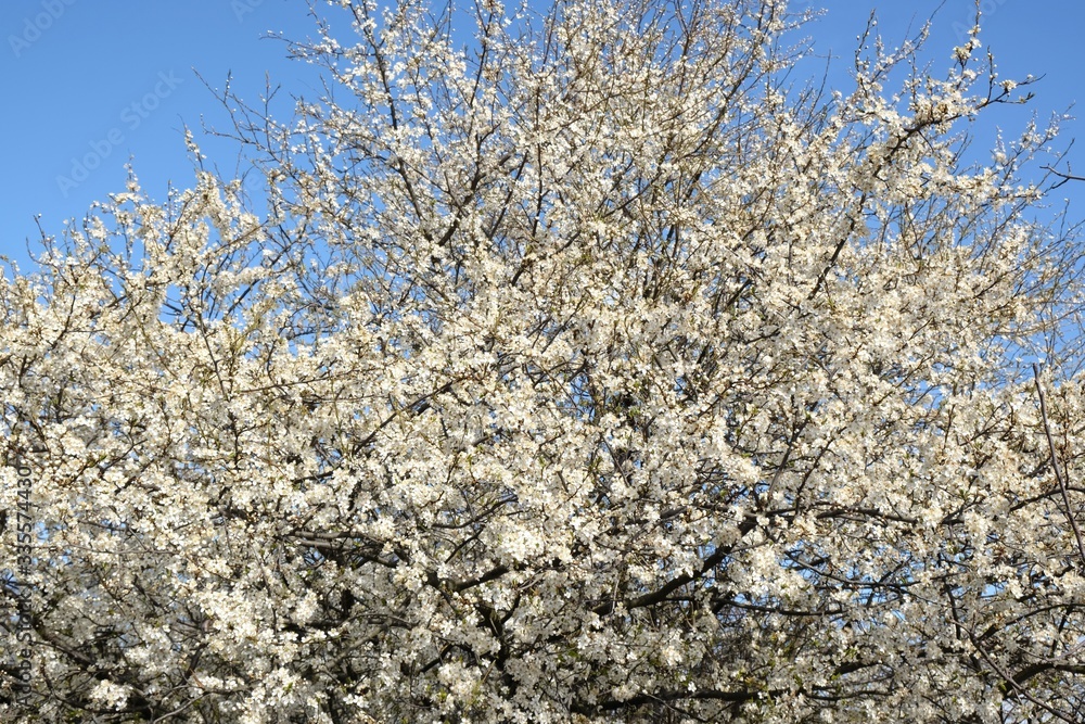 Flowering fruit tree in spring. White small flowers of Mirabelle plum, also known as mirabelle prune or cherry plum (Prunus domestica subsp. syriaca). Flowering fruit tree in spring. White small flowers of Mirabelle plum, also known as mirabelle prune or cherry plum (Prunus domestica subsp. syriaca).