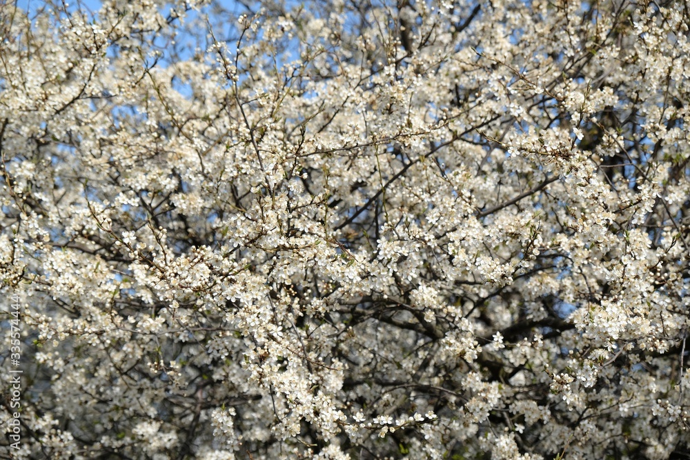 Flowering fruit tree in spring. White small flowers of Mirabelle plum, also known as mirabelle prune or cherry plum (Prunus domestica subsp. syriaca). Flowering fruit tree in spring. White small flowers of Mirabelle plum, also known as mirabelle prune or cherry plum (Prunus domestica subsp. syriaca).