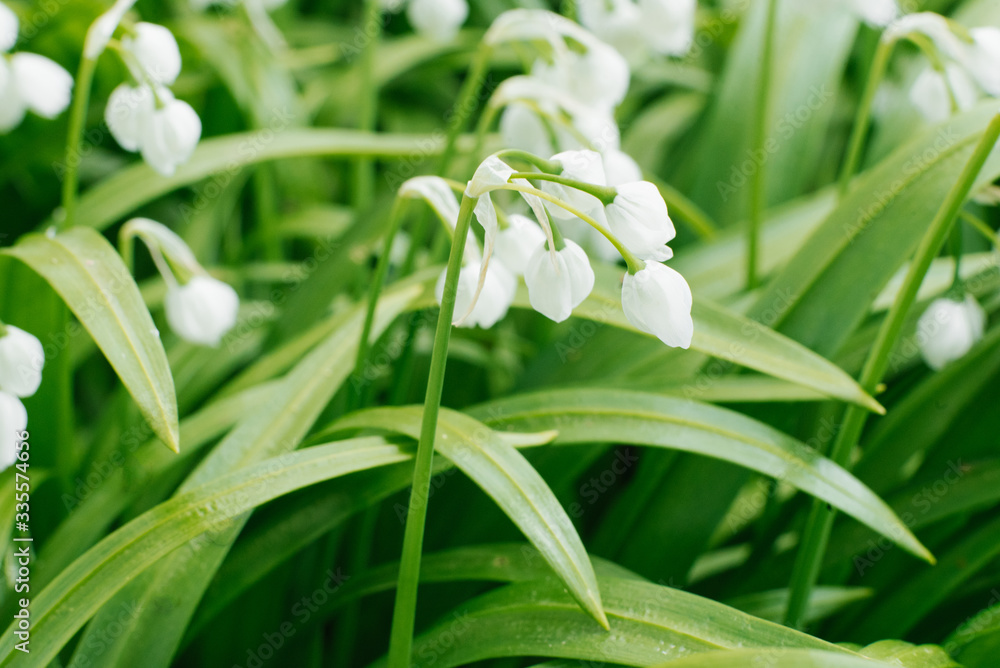 White flowers of Allium paradoxum in the spring in the forest close-up. Selective focus White flowers of Allium paradoxum in the spring in the forest close-up. Selective focus