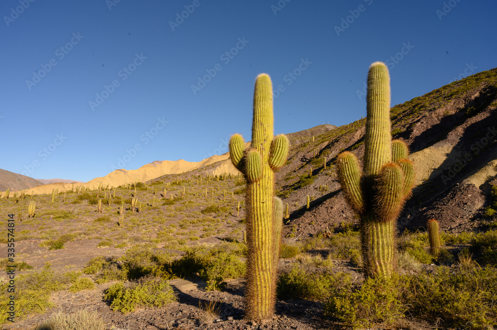 Cactus dans la quebrada de Humahuaca