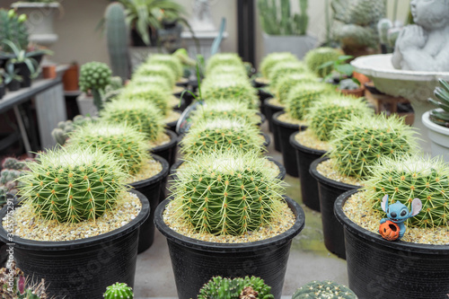 Cactus in garden