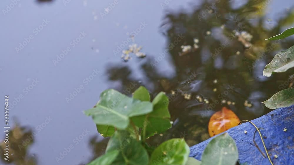 closeup one small water turtle swim in green handmade pond closeup one small water turtle swim in green handmade pond