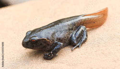 Tadpoles on rock transitioning from a polliwog (tadpole) to a frog.