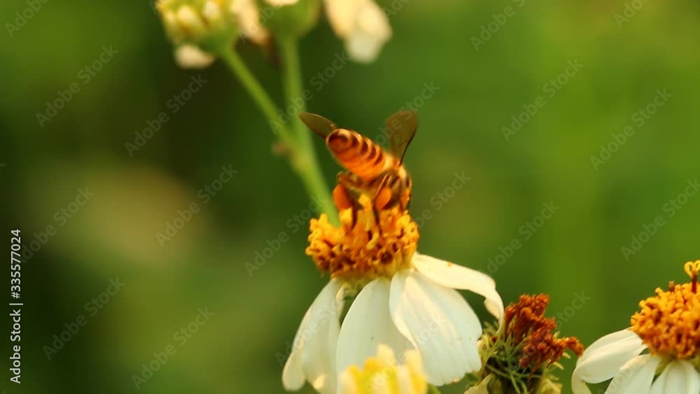 Bee eating pollen of flower in the field, Chiangmai Thailand Bee eating pollen of flower in the field, Chiangmai Thailand