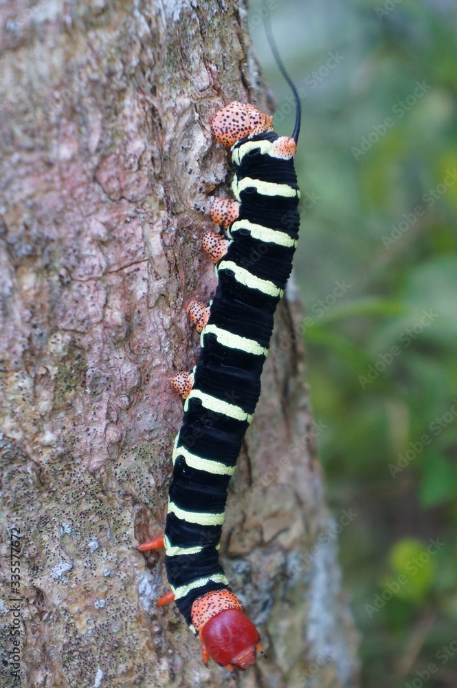 Naklejka premium caterpillar