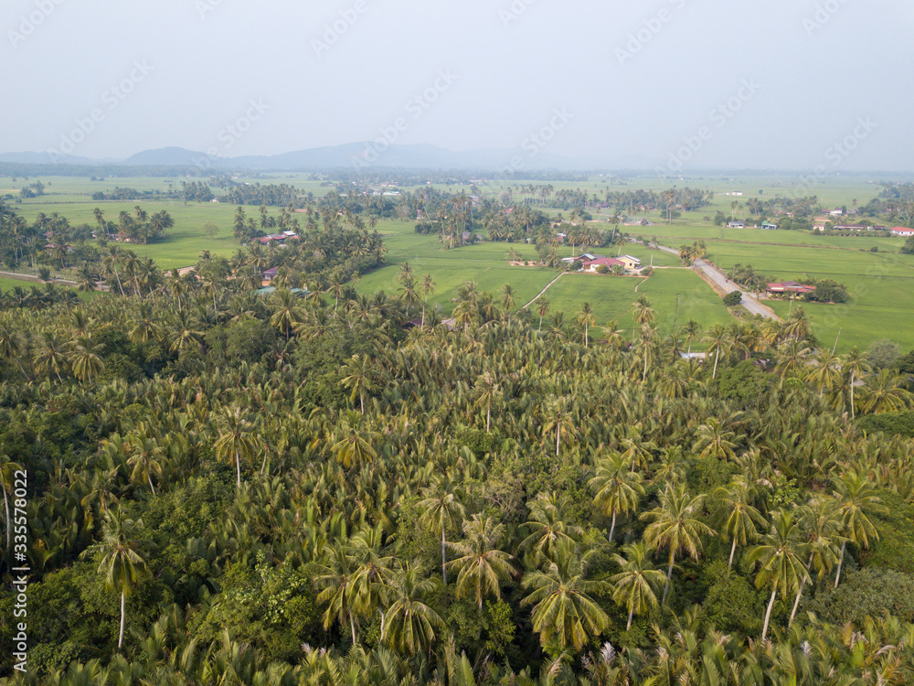 Aerial view green coconut trees over paddy field at Kuala Muda, Kedah.
