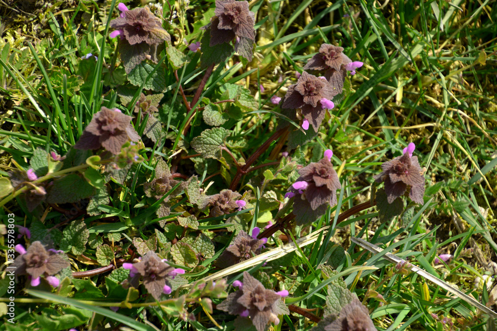 Obraz premium tiny purple blossom of lamium purpureum or purple dead-nettle between green grass in spring sun, red dead-nettle also called velikdenche or purple archangel in bloom