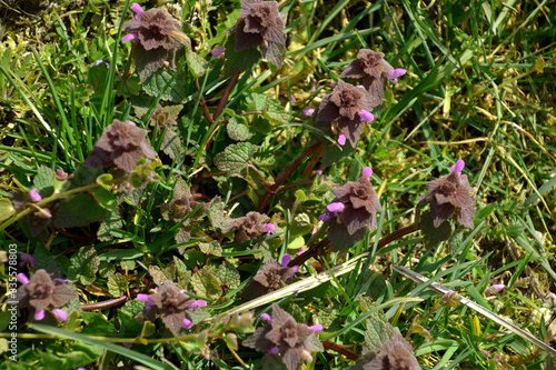 tiny purple blossom of lamium purpureum or purple dead-nettle between green grass in spring sun, red dead-nettle also called velikdenche or purple archangel in bloom