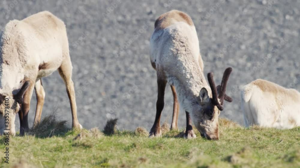 Young reindeer stand and graze on green grass in natural habitat, slomo Young reindeer stand and graze on green grass in natural habitat, slomo