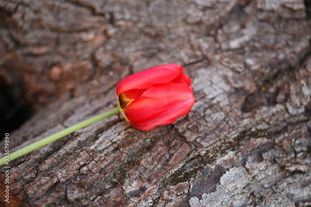 red Tulip on the bark red Tulip on the bark
