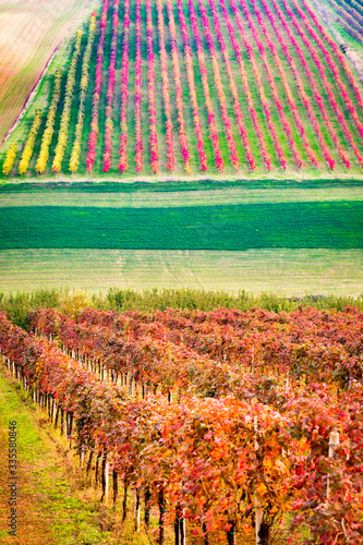 Castelvetro di Modena, Emilia Romagna, Italy. vineyards in Autumn photo