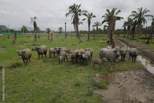 Baby water buffalo with family stand in a row.