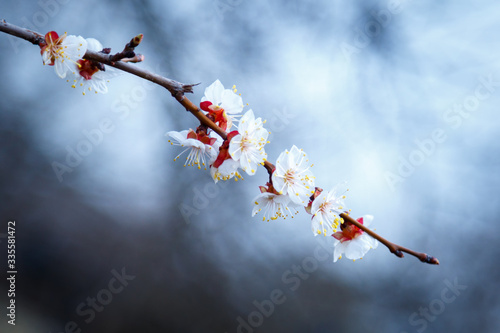 A branch of blooming apricot in spring with delicate white flowers.