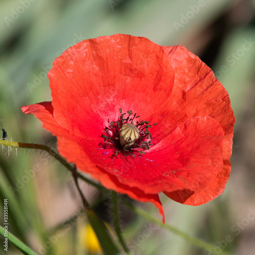 PAPAVERO ROSSO#002