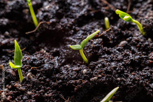 Young sprouts in the spring close-up on wet soil. Drops of dew on the leaves.