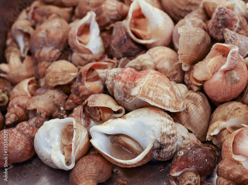 Fresh sea snails bulot or common whelks at a seafood market, close-up