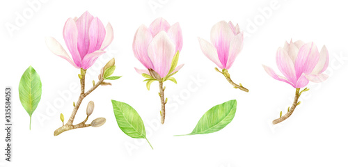 Watercolor Set of Pink Magnolia Flowers with Green Leaves. Hand drawn botanical illustration isolated on white background.