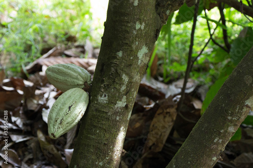 Kakao am Baum