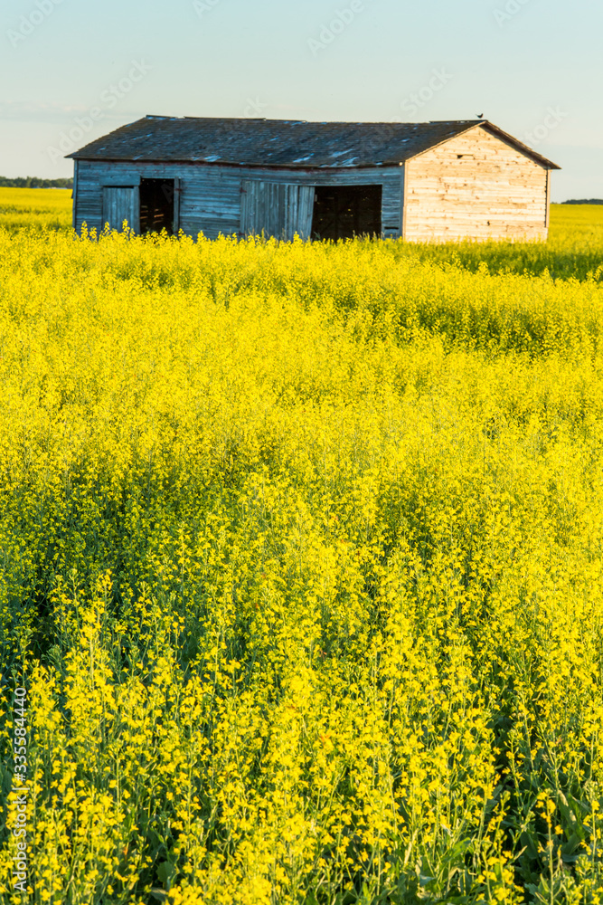 Old Building in Canola Field