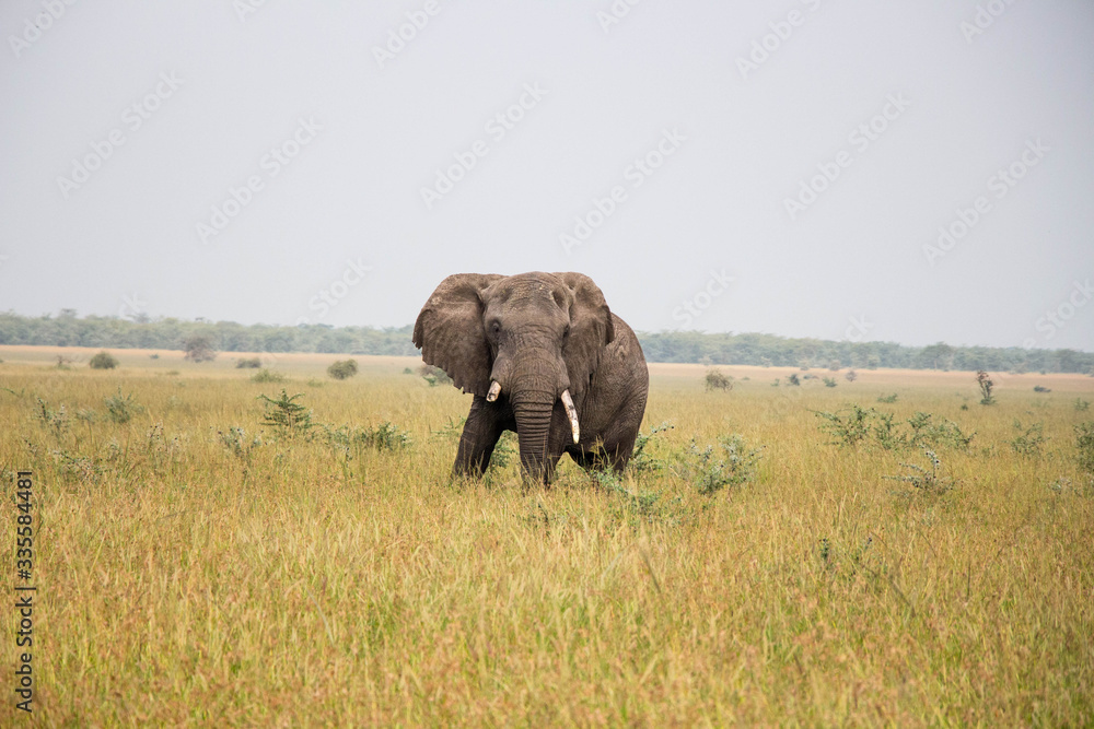 Elefant Serengeti Elefant Serengeti