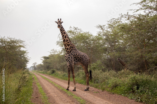 Giraffen Serengeti