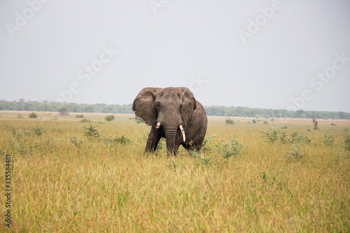 Elefant Serengeti