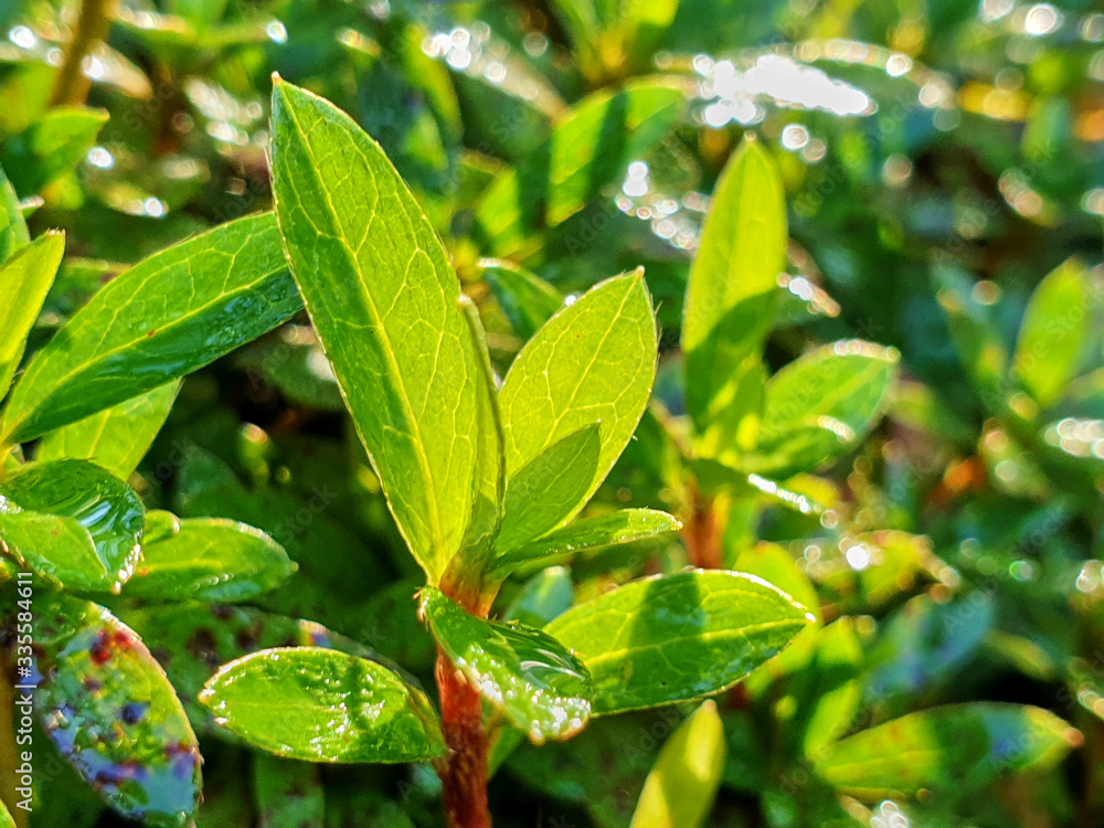 Close up photo of leaves in the sunshine Close up photo of leaves in the sunshine