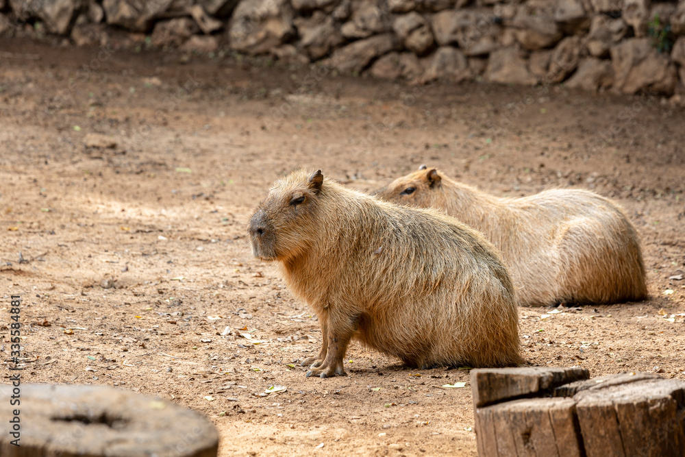 Two capybaras sitting near hemp in Israel Safari Park Two capybaras sitting near hemp in Israel Safari Park