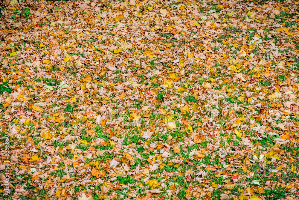 Autumn scenery, ground cover of colorful fallen leaves with dry autumn leaves and green grass. texture, pattern, background