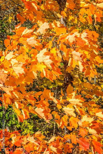 Colorful background of autumn leaves, maple leaves blowing in the wind