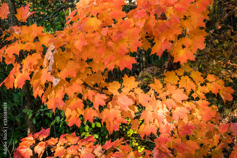 Red, orange, and yellow fall/autumn leaves - changing color. Background, concept