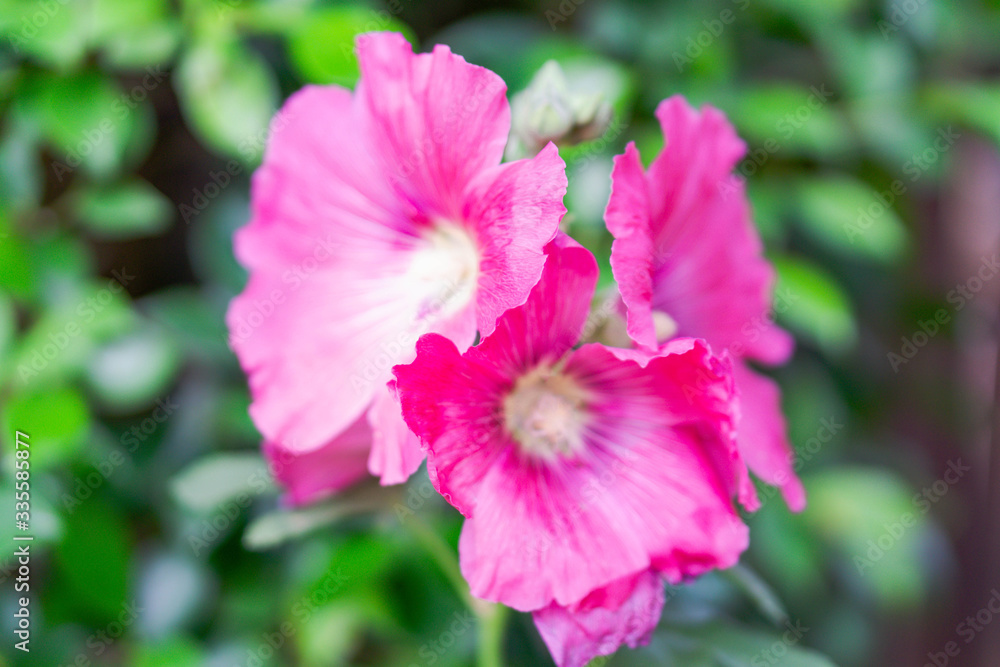 Closeup beautiful pink flower in the field with sunlight at morning, selective focus Closeup beautiful pink flower in the field with sunlight at morning, selective focus