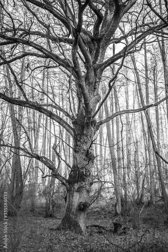 Oak tree growing ina forest in late winter Oak tree growing ina forest in late winter