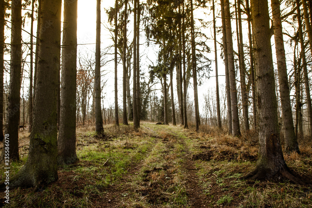 Obraz premium Path in a pine forest