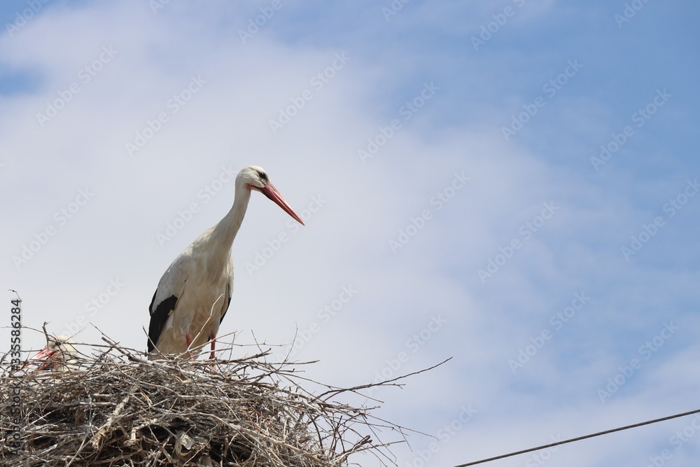 Fototapeta premium A pair of white storks stands in a nest. They will soon have little chicks