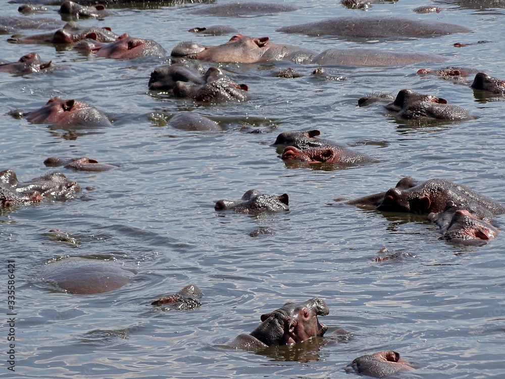 Fototapeta premium Hippopotamus amphibius
