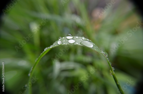 drops of dew on grass