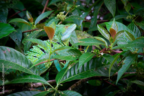 Costa Rica, Tortuguero National Park. Green Iguana photo